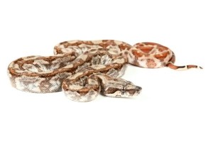 Boa c. imperator, Nicaragua, hypo. het. blood